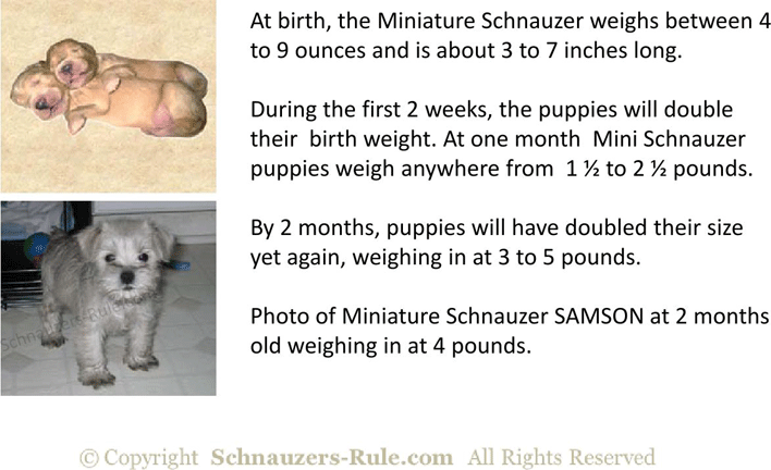 Miniature Schnauzer Puppy Growth Rate Chart Page 2