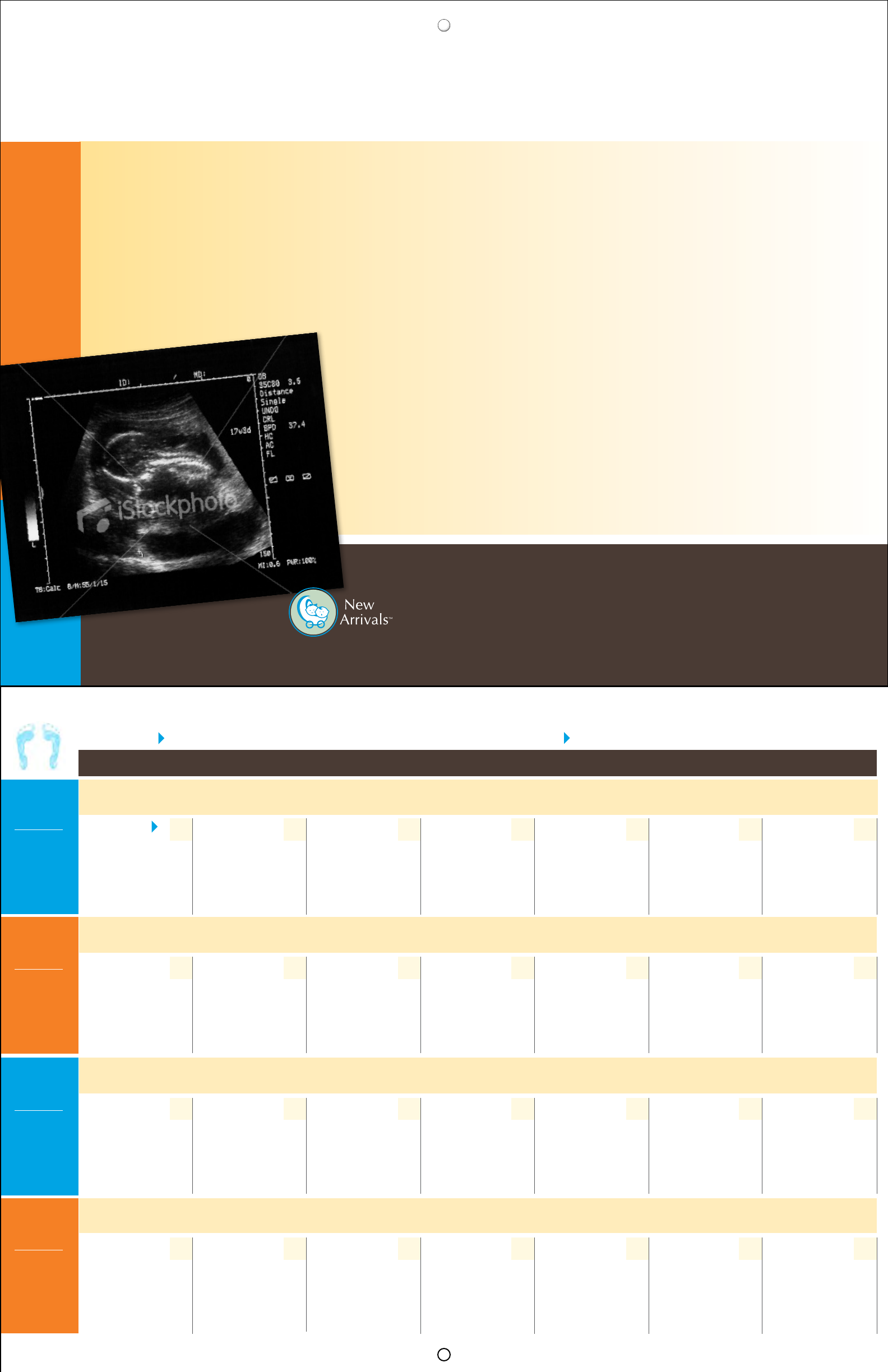 Free Pregnancy Calendar PDF 1499KB 21 Page(s) Page 3