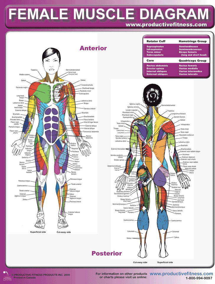 Muscle Chart Template Free Download Speedy Template