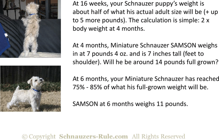 Miniature Schnauzer Puppy Growth Rate Chart Page 3