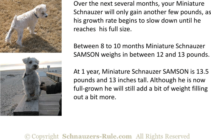 Miniature Schnauzer Puppy Growth Rate Chart Page 4