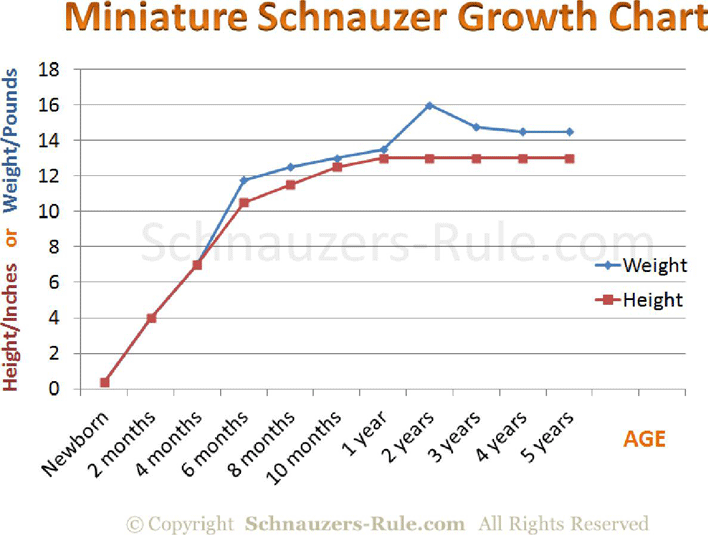 Miniature Schnauzer Puppy Growth Rate Chart Page 6