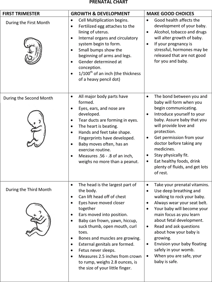 Fetal Development Chart Pdf