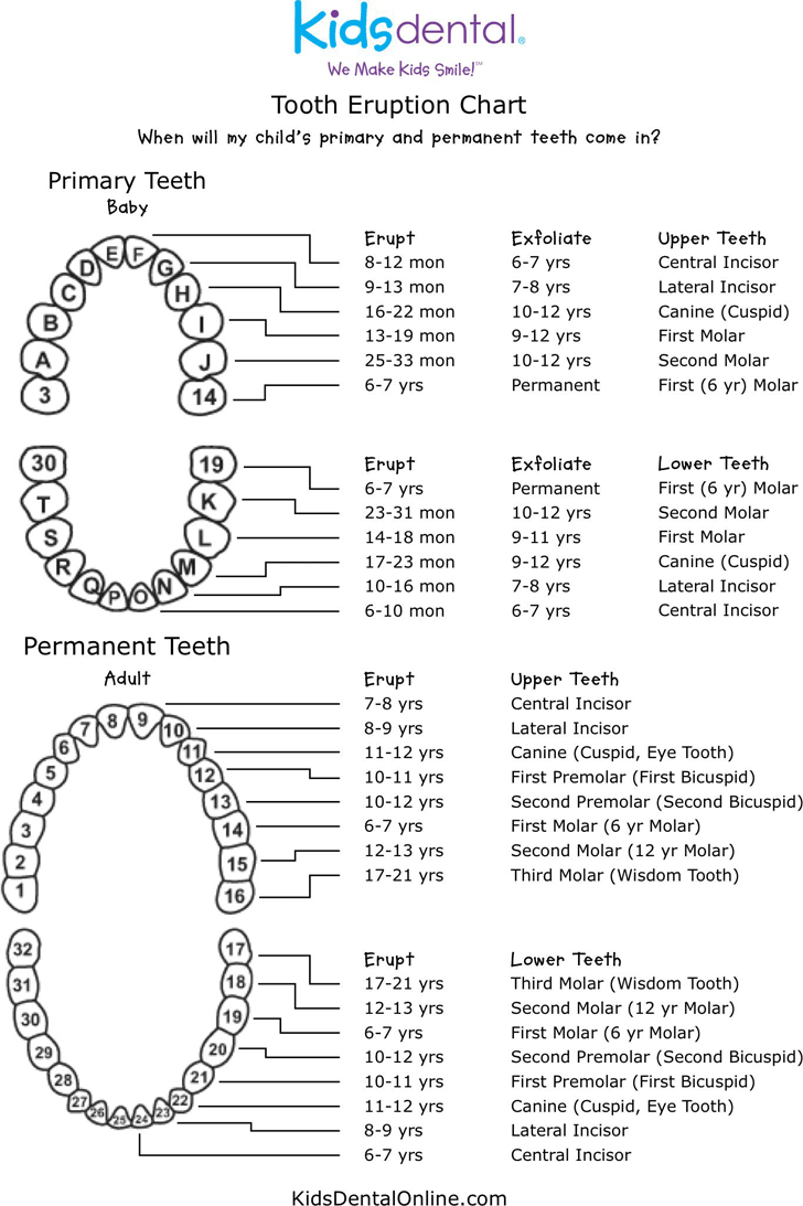 Free Tooth Eruption Chart - PDF | 104KB | 1 Page(s)